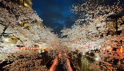 夜間觀光經濟效益大 賞夜櫻別有一番風情 (圖)