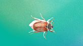 How to Get Rid of June Bugs, According to Experts