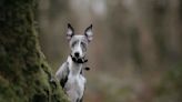 Italian Greyhound's Photoshoot at Iconic Portland Locations Gives Major Spooky Vibes