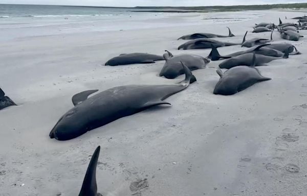 77 pilot whales die on Scotland beach in "one of the larger mass strandings" seen in U.K.