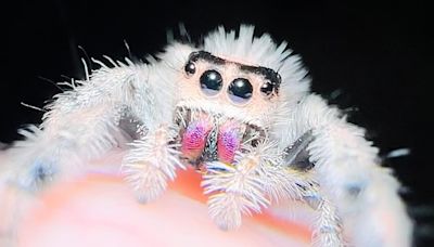 Former arachnophobe reveals she now keeps 30 SPIDERS as pets