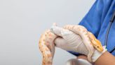 A hospital in Australia is begging snakebite victims to stop bringing the snakes in with them