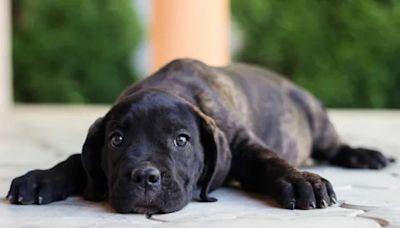 Cane Corso Puppies: Cute Pictures and Facts