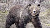 35-Year-Old Man Seriously Injured After ‘Surprise’ Grizzly Bear Attack in Grand Teton National Park