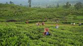 Sri Lanka's tea producers warn 70% wage hike will hit industry