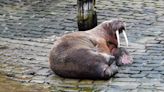 Thor’s day: Wandering walrus delights locals after appearing in seaside town