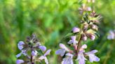 This Florida native was first recorded in Tallahassee area | Mystery Plant