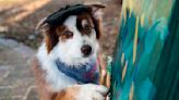 Doggie Degas! Pup Who Paints Sells Art for Charity and Has Raised Thousands