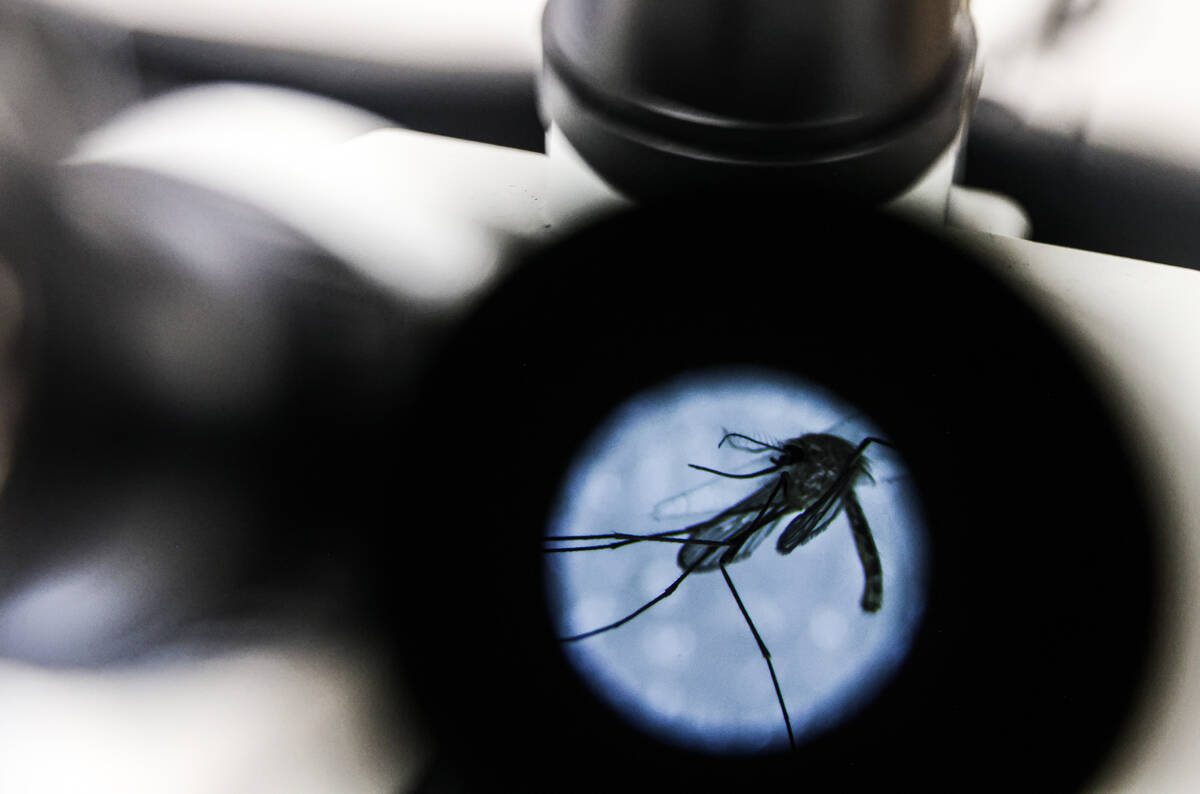 ‘Never have seen activity this early’: Health district, UNLV researchers monitor mosquitos