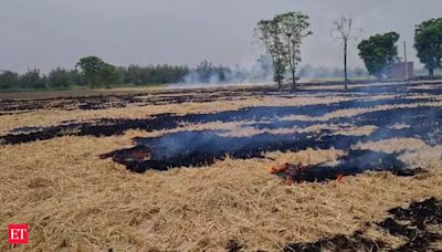 New paddy variety gives hope to deal with the problem of stubble burning