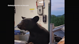 VIDEO: Black bear startles guests, employee at Anakeesta concession stand