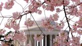 Cherry Blossom Parade to restrict, close roads in DC