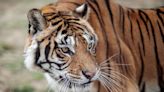 Pakistan zoo shut down after man mauled to death by tigers, shoe found in tiger's mouth: Officials
