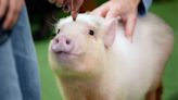 Japanese pig cafes: Where are they, how much do they cost and are they ethical?