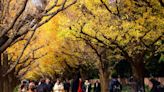 Historic Tokyo Park Revamp Is No ‘Big Yellow Taxi’