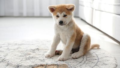 How to Clean Vomit From Carpet Quickly to Prevent Stains