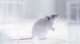 Scientists Reveal That They Have Created Mice with 2 Biological Males