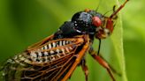 Emerging cicadas' cacophony triggers calls to police in South Carolina from confused residents