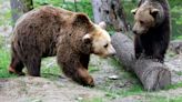 Romanian lawmakers called back from recess to address bear attacks