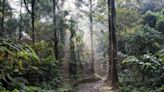 Crean una selva tropical con gigantescos árboles descendientes del supercontinente perdido Gondwana