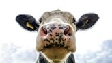 Sarthe : un éleveur entend ses vaches meugler, ce qu'il découvre en arrivant lui glace le sang