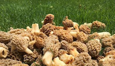 Hunting morel mushrooms in Michigan? Where to look, what to know