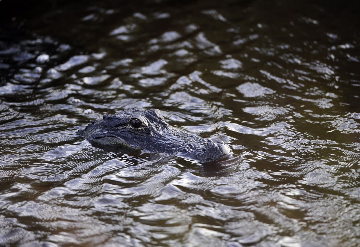 Houston police kill alligator found eating human remains