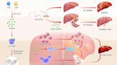 Phytic acid-based nanomedicine shows promise for metabolic dysfunction-associated steatohepatitis therapy