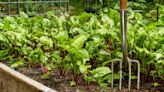 5 vegetables to plant in November if you want easy things to grow in a winter garden