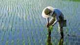 How crops are being disaster-proofed