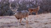 CWD in Mississippi deer: Myths debunked and how hunters can help manage the disease