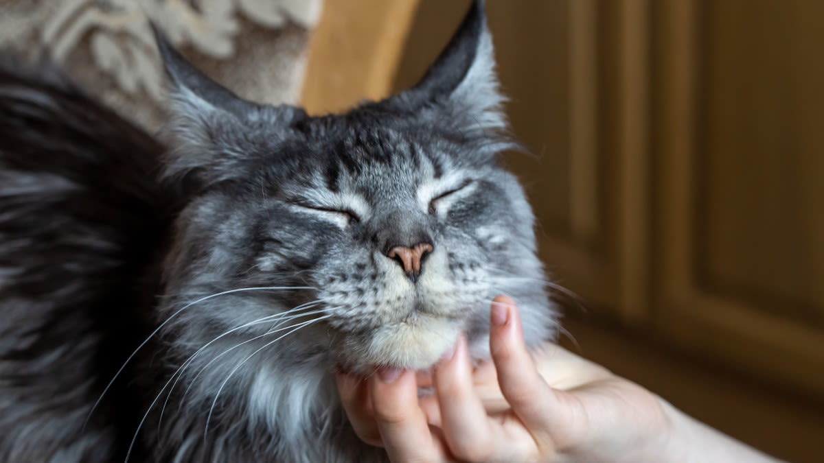 Maine Coon Mom Explains Why the Breed Is More Like Dogs Than Cats