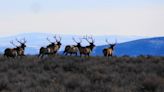 Climate change is affecting wildlife migration patterns in Idaho, new report shows