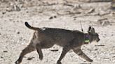 Un lince liberado en 2023 establece una nueva ruta por el Levante hasta llegar a Castilla-La Mancha