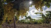 La tormenta de verano apenas deja "unas gotas de barro" y pasa desapercibida en el viñedo del Marco de Jerez