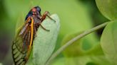 How long will the cicadas be around?