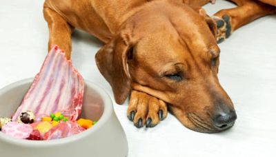 Dietas BARF: esto es lo que tenés que saber antes de darles alimentos crudos a perros y gatos
