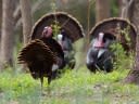 ‘The Gobbler Party’ Is One of Charlie Elliott’s Best Turkey Hunts, from the Archives