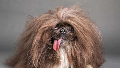 A Pekingese Named Wild Thang Wins the 2024 World's Ugliest Dog Contest