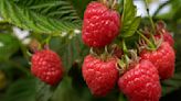 'Growing raspberries in pots is a simple way to get delicious fruits' – our expert advises how to do it