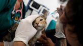 Veterinarios ayudan a perros, gatos y conejos heridos en incendios forestales en Chile