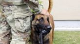 Quick thinking, fast action saves military working dog’s life at Army base in Japan