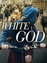 White God - Sinfonia per Hagen