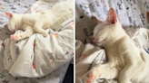 How owner wakes up deaf cat to let her know she's home has people in tears