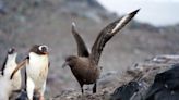 Identificada la dispersión de gripe aviar de alta patogenicidad en la península Antártica