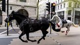 Recuperación de caballos militares en Londres