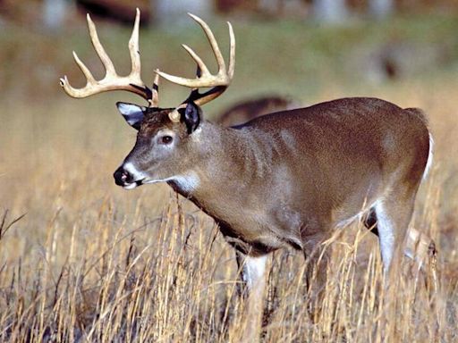 Are you ready for deer season? There are lots of things Mississippi hunters need to know