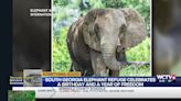 Something Good: South Georgia elephant refuge celebrates a birthday and year of freedom