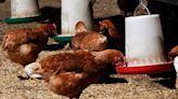 What you need to know: Wildlife experts warn of rising bird flu cases in Virginia