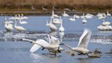 Birders, environmental groups alarmed by proposed Lake Mattamuskeet algae treatment